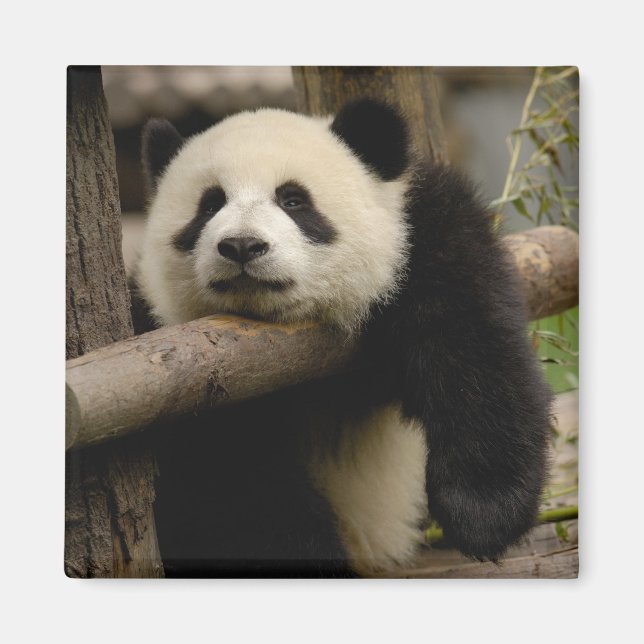 Giant panda baby Ailuropoda melanoleuca) Magnet (Front)