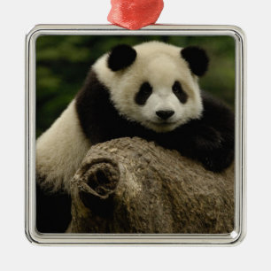 Giant panda baby Ailuropoda melanoleuca) Metal Ornament