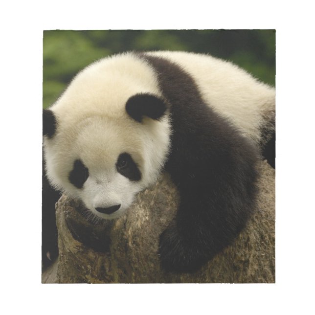 Giant panda baby (Ailuropoda melanoleuca) Notepad (Front)