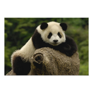 Giant panda baby Ailuropoda melanoleuca) Photo Print