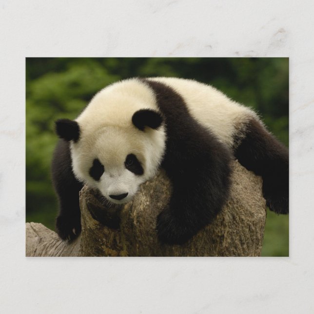 Giant panda baby (Ailuropoda melanoleuca) Postcard (Front)
