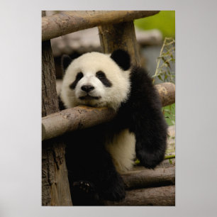 Giant panda baby Ailuropoda melanoleuca) Poster