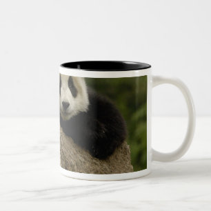 Giant panda baby Ailuropoda melanoleuca) Two-Tone Coffee Mug