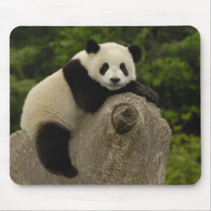 Giant panda baby mouse pad