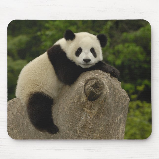 Giant panda baby mouse pad (Front)