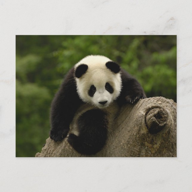 Giant panda baby postcard (Front)