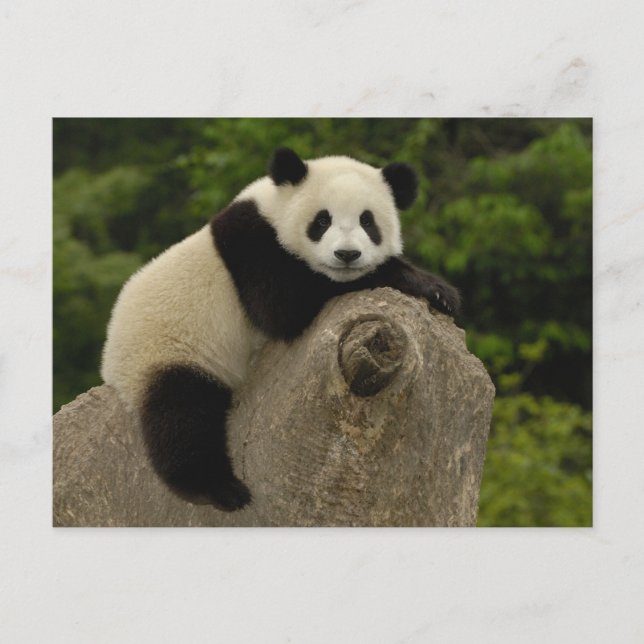 Giant panda baby postcard (Front)
