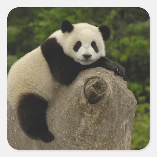Giant panda baby square sticker (Front)