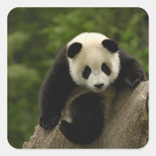 Giant panda baby square sticker (Front)