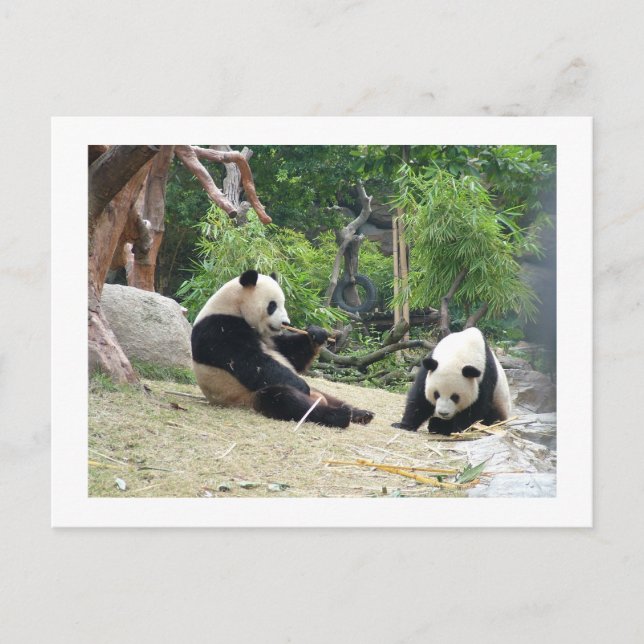 Giant panda,bamboo postcard (Front)