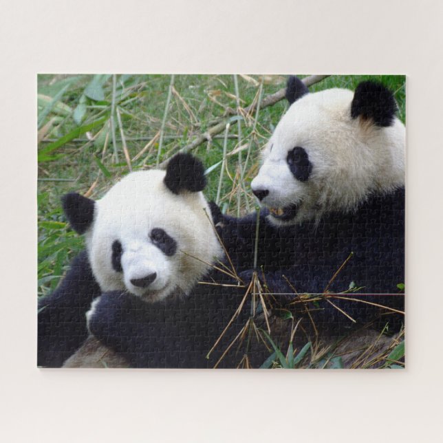 Giant Panda Bears Eating Bamboo & Playing puzzle (Horizontal)
