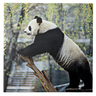Giant Panda Ceramic Tile