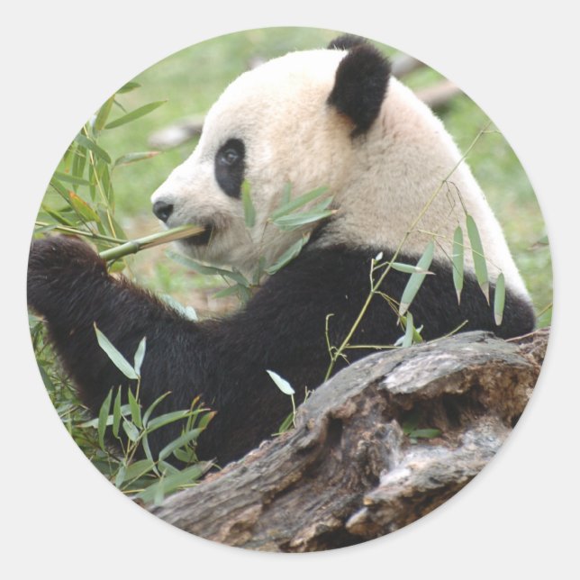 Giant Panda Classic Round Sticker (Front)