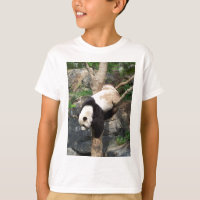 Giant Panda Climbing Down Tree