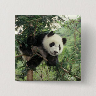 Giant Panda cub climbs a tree, Wolong Valley, 15 Cm Square Badge