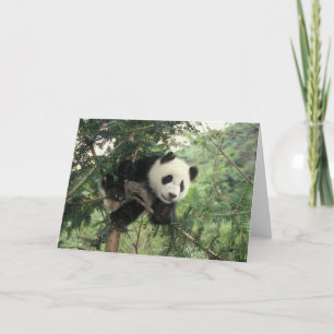 Giant Panda cub climbs a tree, Wolong Valley, Card