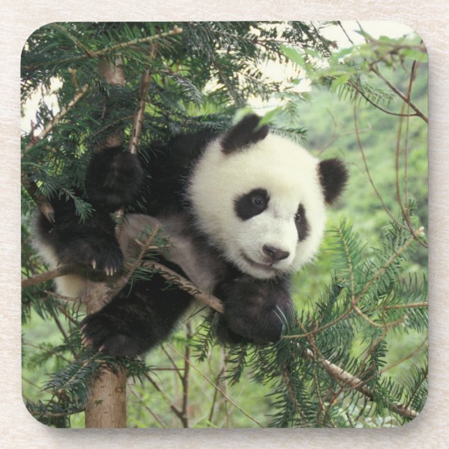 Giant Panda cub climbs a tree, Wolong Valley, Coaster (Front)