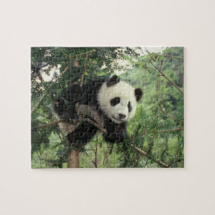 Giant Panda cub climbs a tree, Wolong Valley, Jigsaw Puzzle