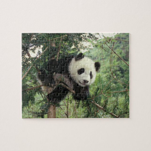 Giant Panda cub climbs a tree, Wolong Valley, Jigsaw Puzzle (Horizontal)