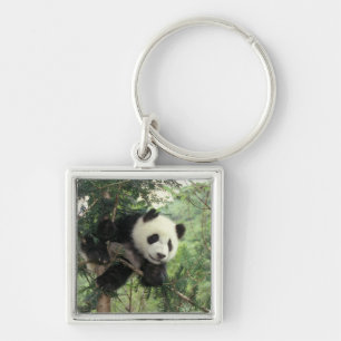 Giant Panda cub climbs a tree, Wolong Valley, Key Ring