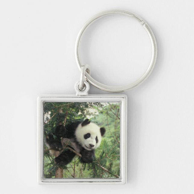 Giant Panda cub climbs a tree, Wolong Valley, Key Ring (Front)