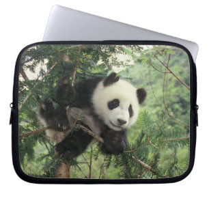 Giant Panda cub climbs a tree, Wolong Valley, Laptop Sleeve