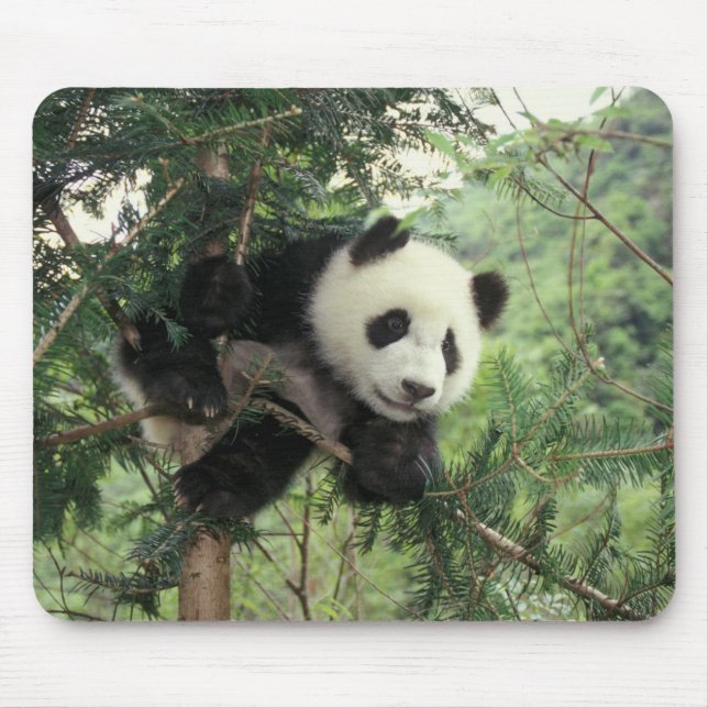 Giant Panda cub climbs a tree, Wolong Valley, Mouse Pad (Front)