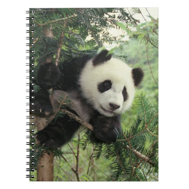 Giant Panda cub climbs a tree, Wolong Valley, Notebook (Front)