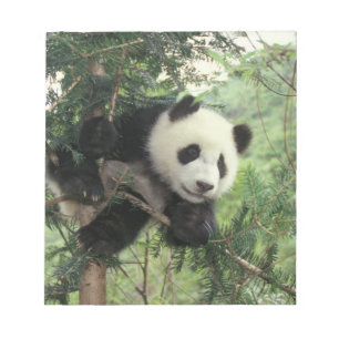 Giant Panda cub climbs a tree, Wolong Valley, Notepad