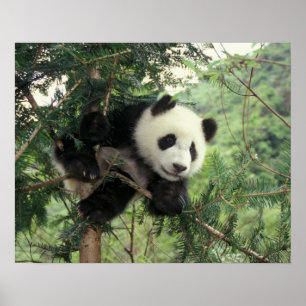 Giant Panda cub climbs a tree, Wolong Valley, Poster