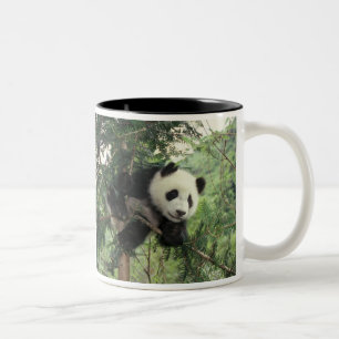 Giant Panda cub climbs a tree, Wolong Valley, Two-Tone Coffee Mug
