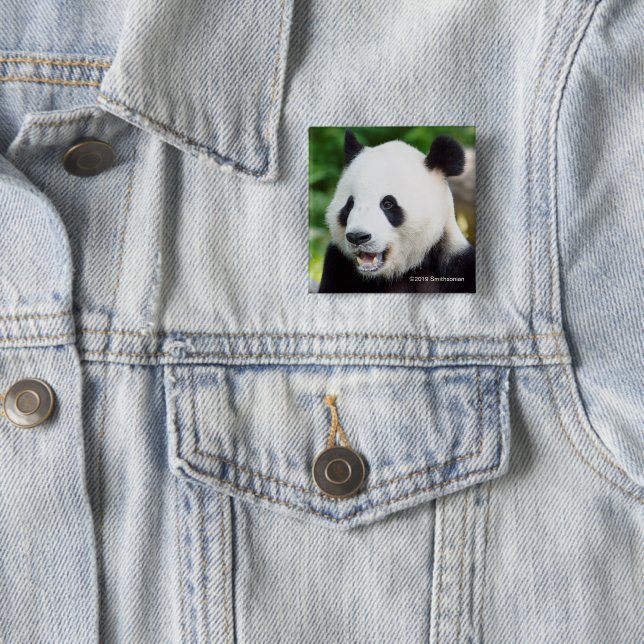 Giant Panda Eating Bamboo 15 Cm Square Badge (In Situ)