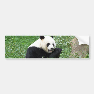 Giant Panda Eating Bamboo Bumper Sticker