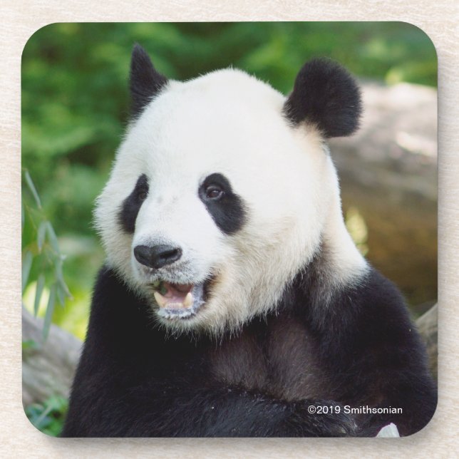 Giant Panda Eating Bamboo Coaster (Front)
