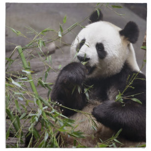 Giant panda eating bamboo napkin