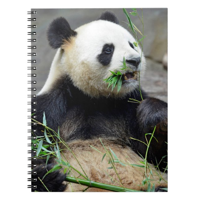 Giant panda eating bamboo notebook (Front)