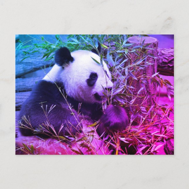 Giant panda eating bamboo postcard (Front)