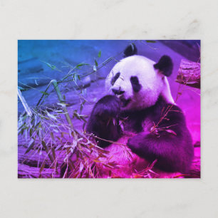 Giant panda eating bamboo postcard