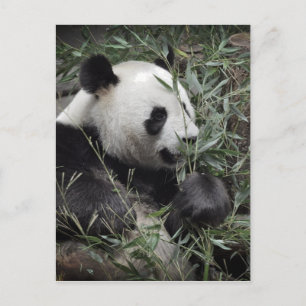 Giant panda eating bamboo postcard