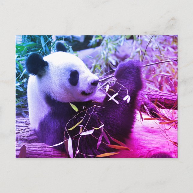 Giant panda eating bamboo postcard (Front)