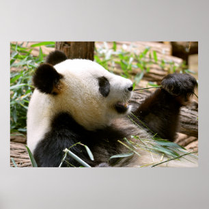 Giant panda eating bamboo poster