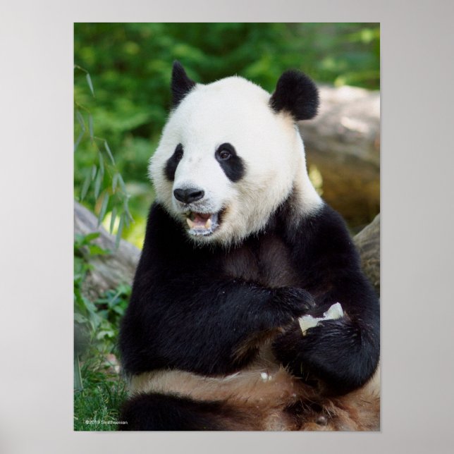 Giant Panda Eating Bamboo Poster (Front)