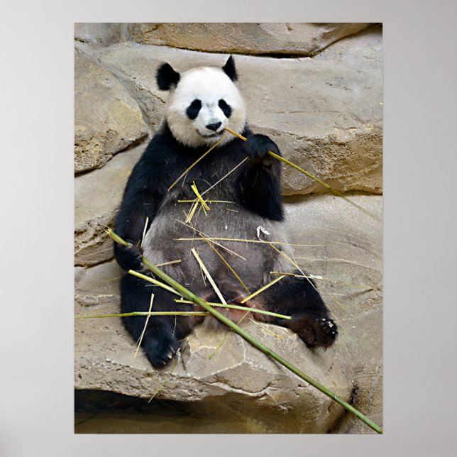 Giant panda eating bamboo  poster (Front)