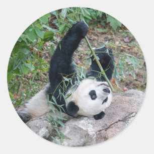 Giant Panda Eating Lunch Stickers