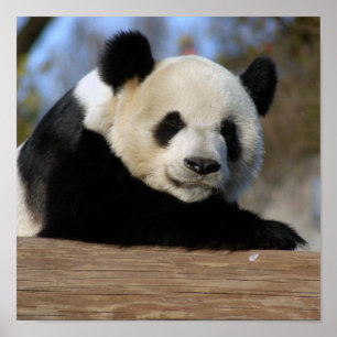 Giant Panda Framed Print