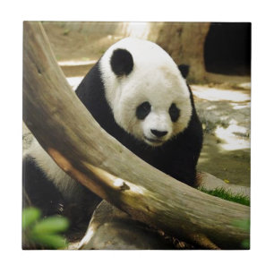 Giant Panda Gao Gao at the San Diego Zoo Tile