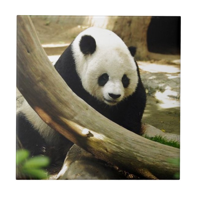 Giant Panda Gao Gao at the San Diego Zoo Tile (Front)