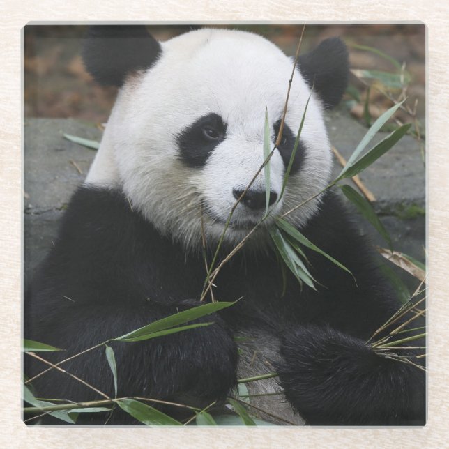 Giant panda glass coaster (Front)
