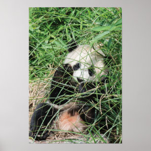 Giant Panda Hiding In Grass Poster