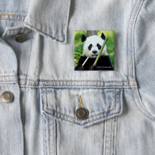 Giant Panda Holding Bamboo 15 Cm Square Badge